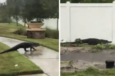 ¡QUÉ MIEDO! Caimán se pasea por las calles de Orlando luego del paso del huracán Irma (+Video)