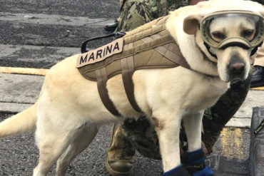 ¡HEROÍNA DE CUATRO PATAS! Frida, la perrita que ha salvado decenas de vidas tras sismos en México (FOTOS)