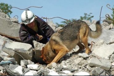 ¡CONMOVEDOR! 7 emotivas imágenes de mascotas rescatadas en México tras terremoto (Vas a llorar)