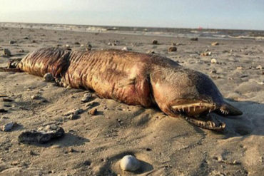 ¡INCREÍBLE! Una aterradora criatura apareció en una playa de Texas (+Fotos)