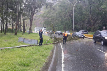 ¡PILAS! Anegación y árbol caído obstaculizan paso en la carretera Panamericana (+Fotos)