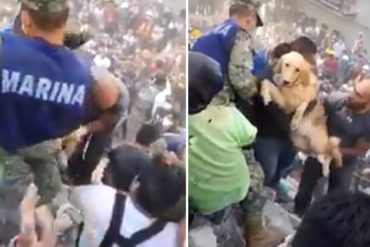 ¡LUZ EN MEDIO DEL DOLOR! El rescate de un perrito entre los escombros del sismo en México que conmovió al mundo (Video)