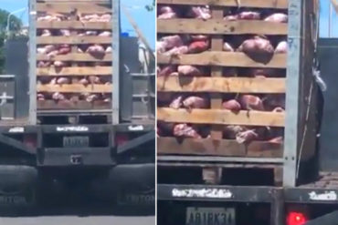 ¡INCREÍBLE! Sin refrigeración y rodeada de basura, así trasladan la carne al hotel Venetur en Margarita (+Video+asco)