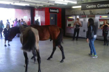 ¡AUNQUE UD. NO LO CREA! Los caballos que pasean en pleno Metro de Caracas