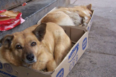 ¡ATENTOS! Denuncian que Misión Nevado no acepta ayuda humanitaria para salvar a perros en situación de calle