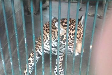 ¡CRISIS HUMANITARIA! Animales del Jardín Botánico de Barinas llevan 2 semanas sin recibir alimentos