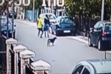 ¡QUÉ GRANDEZA! Perro callejero es considerado héroe tras salvar de robo a una mujer atacando al delincuente (+Video)