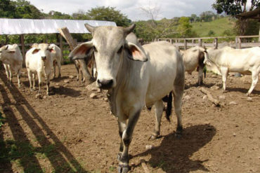 ¡EN GACETA! Prohíben movilización de ganado bovino vivo a estado fronterizos