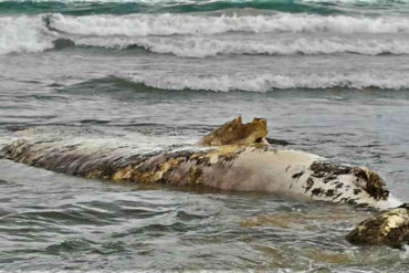 ¡IMPRESIONANTE! Encuentran un tiburón ballena de 11 metros flotando en una playa de Margarita (+Fotos)