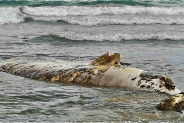 ¡IMPRESIONANTE! Encuentran un tiburón ballena de 11 metros flotando en una playa de Margarita (+Fotos)
