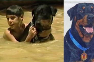 ¡UN HÉROE EN LA ADVERSIDAD! «Orión» el Rottweiler que salvó vidas en la catástrofe de Vargas (Testimonios+Videos)