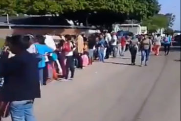 ¡INHUMANO! La humillante cola que tienen que soportar los venezolanos por dos paquetes de Harina PAN (+Video)