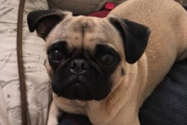 ¡ATENCIÓN! Desaparición de un perrito durante robo a apartamento en Chacao se vuelve viral en las redes