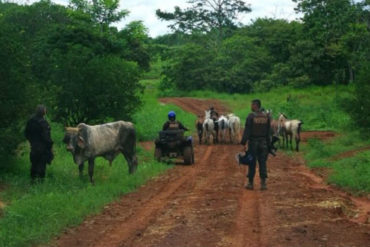 ¡QUÉ ABUSADORES! Gobierno decomisó 45 toros para regalarlos en los CLAP