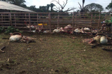 ¡TERRIBLE! Saquearon y mataron reses en finca en Barinas para paliar el hambre