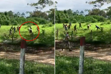 ¡INCREÍBLE! Entraron en una hacienda de Mérida y mataron a una vaca para comérsela: «Tenemos hambre» (+Video FUERTE)