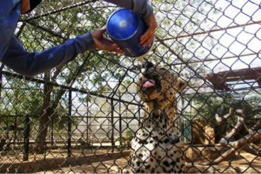 ¡CRISIS POR DOQUIER! Sacrifican a animales para alimentar a otros en el Zoológico del Zulia