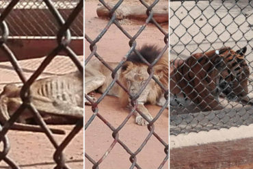 ¡TRÁGICO! Así de “raquíticos” están los animales en el Zoológico del Zulia: sacrifican a los que están a punto de morir para alimentar a otros