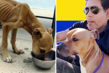 ¡GRAN CORAZÓN! Raúl Julia Levy quiere ayudar a los perros que sufren el hambre en Venezuela