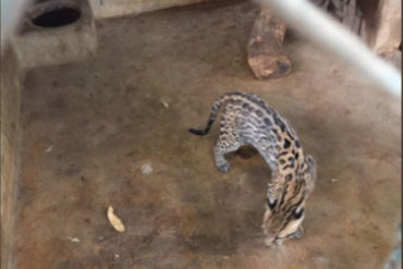 ¡VÉALO! Felinos del Zoológico de Barinas fueron trasladados a Yaracuy para ser resguardados (+Fotos)