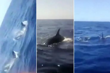 ¡IMPRESIONANTE! Orcas se dejaron ver en Vargas por el mar de fondo (+Video)