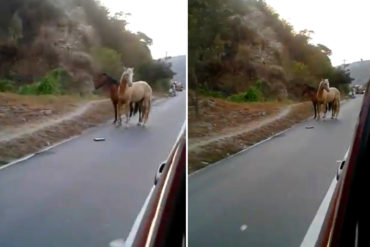 ¡TE LO MOSTRAMOS! Dos caballos «tomaron» la autopista Caracas-La Guaira (+Video)