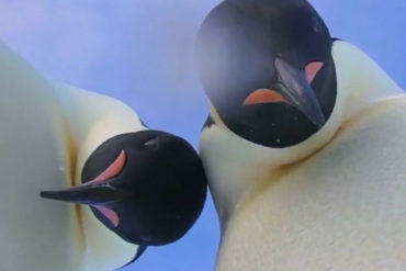 ¡QUÉ CUCHI! La selfie de dos pingüinos es lo más adorable que verás en años (VIDEO)