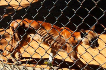 ¡SIGUE INTERESADO! Actor mexicano habría iniciado trámites para facilitar traslado de animales de zoológicos venezolanos