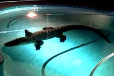 ¡TREMENDO SUSTO! Caimán de 3 metros genera pánico tras aparecer en una piscina familiar en Florida (+Video)