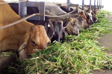 ¡SE LO CONTAMOS! Sacrifican en Colombia 15 bovinos provenientes de Venezuela con fiebre aftosa