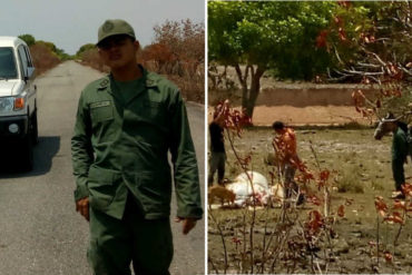 ¡PILLADOS! Constituyentista pilló a un efectivo de la GN robando ganado en Apure (+Fotos)