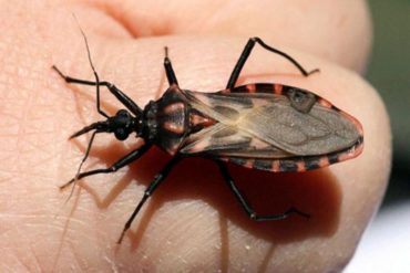 Estiman que 18% de la población venezolana está afectada por la enfermedad de Chagas: Lara, Zulia Portuguesa y Falcón entre principales estados