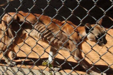 ¡SEPA! Gobernador del Zulia permitió a actor mexicano enviar contenedores con alimentos para animales del zoológico