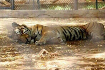 ¡SEPA! Actor Raúl Levy denuncia que un tigre murió y reitera llamado a Maduro para que acepte la ayuda