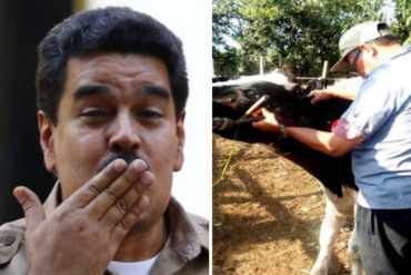 ¡QUÉ DESGRACIA! Denuncian que Maduro visitará Trujillo para reinaugurar centro de genética animal con ganado “prestado”