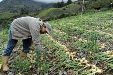 ¡ABUSO! Agricultores denuncian que los obligan a “vender” hasta el 60% de su producción al Gobierno