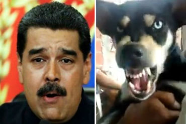 ¡PREPÁRESE PARA SOLTAR LA CARCAJADA! A Maduro no lo quiere ni el perro y este video lo demuestra (+GRRRRR)