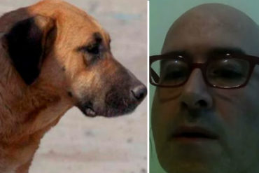 ¡QUÉ ALIVIO! Perro herido durante protesta en La Guairita fue operado y se encuentra estable (+Video)