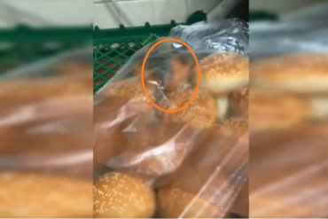 ¡ASCO Y GRIMA! Encuentran ratones paseando entre los panes de un Burger King (+Video estremecedor)