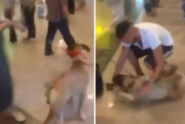 ¡MUY HERMOSO! La conmovedora reacción de un perro tras ver a su dueño, un venezolano que emigró hace 3 años (+Video)