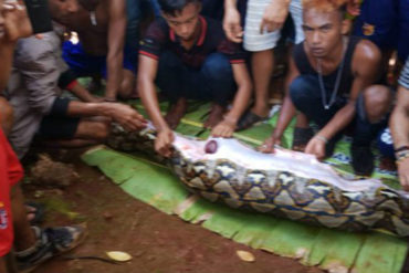 ¡IMPRESIONANTE! Encuentran dentro de una pitón el cuerpo de una mujer que estaba desaparecida