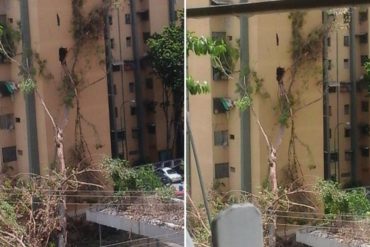 ¡ALERTA! Árbol caído atravesó la estructura de un edificio ubicado en la UD5 de Caricuao (+Fotos)