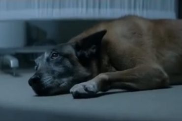 ¡CONMOVEDORA! «Él nunca te abandonará»: La campaña que se lanzó en Francia sobre el abandono animal (+Video)