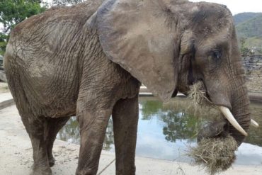 ¡DICEN ELLOS! Según Inparques, Ruperta vivió más de lo esperado para ser una elefanta en cautiverio