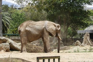 ¡QUÉ DESGRACIA! Ambientalista aseguró que “Ruperta no murió de vejez sino por desnutrición”