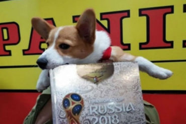 ¿QUÉ TAL? Coleccionista se quedó a 30 estampas de completar su album Panini: Su perro se lo comió (+Imágenes)