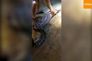 ¡QUÉ HORRIBLE! Una enorme pitón se comió a un perro entero y la obligaron a vomitarlo (+Video)