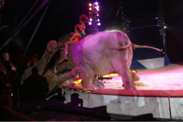 ¡QUÉ PÁNICO! Un elefante cayó en medio del público en plena función de circo (+Video)