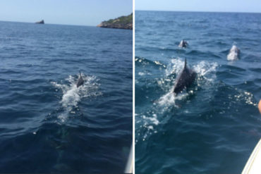 ¡ESPECTACULAR! La magia de las playas venezolanas: delfines nadan alegremente en Mochima (+Fotos +Video)