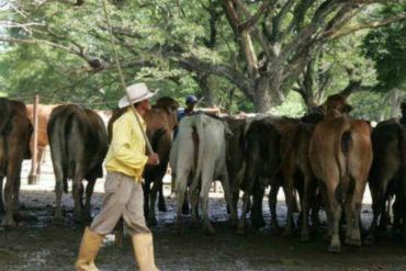 ¡HAMPA DESATADA! Se robaron más de 100 vacas en una finca del Zulia